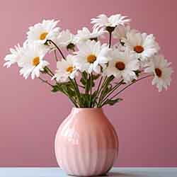 Free Floral Image of White Dasies in Pink Vase Free Floral Image of White Dasies in Pink Vase