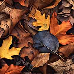 Free Season image of Autumn leaves on the ground Free Season image of Autumn leaves on the ground
