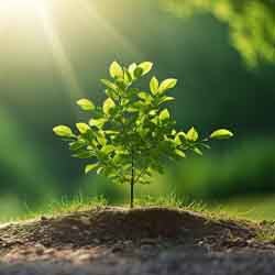 Free Nature Image Of A Sapling Absorbing Sunlight Free Nature Image Of A Sapling Absorbing Sunlight